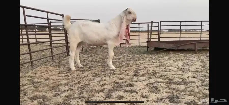 للبيع تبس ابيض نادر ضغط عالي 1