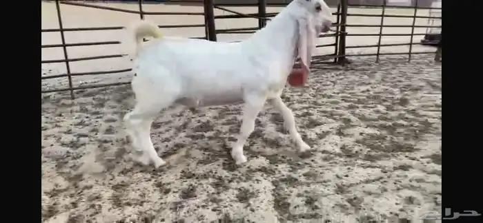 للبيع تبس ابيض نادر ضغط عالي 7