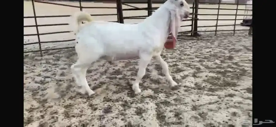 للبيع تبس ابيض نادر ضغط عالي 7