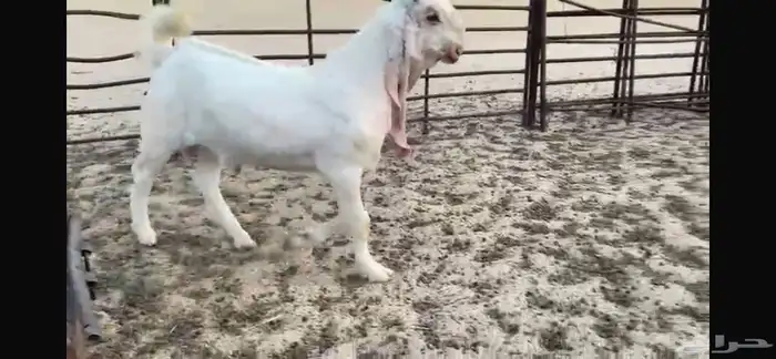 للبيع تبس ابيض نادر ضغط عالي 4