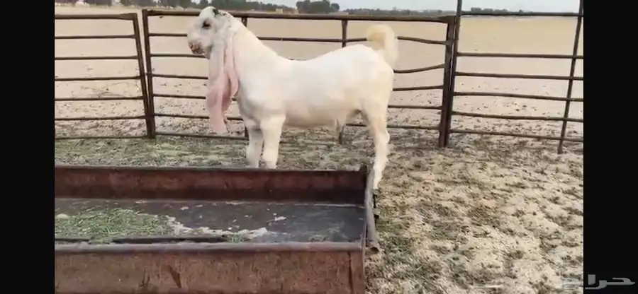 للبيع تبس ابيض نادر ضغط عالي 6