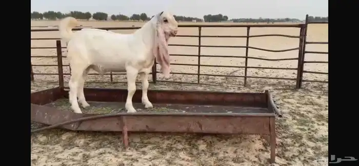للبيع تبس ابيض نادر ضغط عالي 5