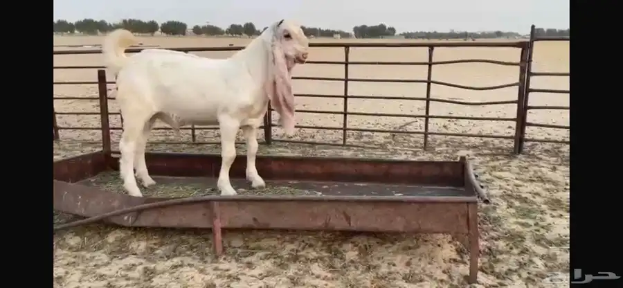 للبيع تبس ابيض نادر ضغط عالي 5
