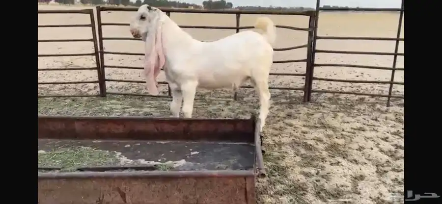 للبيع تبس ابيض نادر ضغط عالي 2