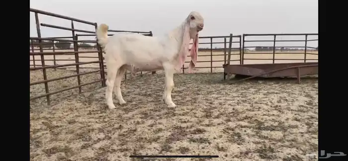 للبيع تبس ابيض نادر ضغط عالي 3