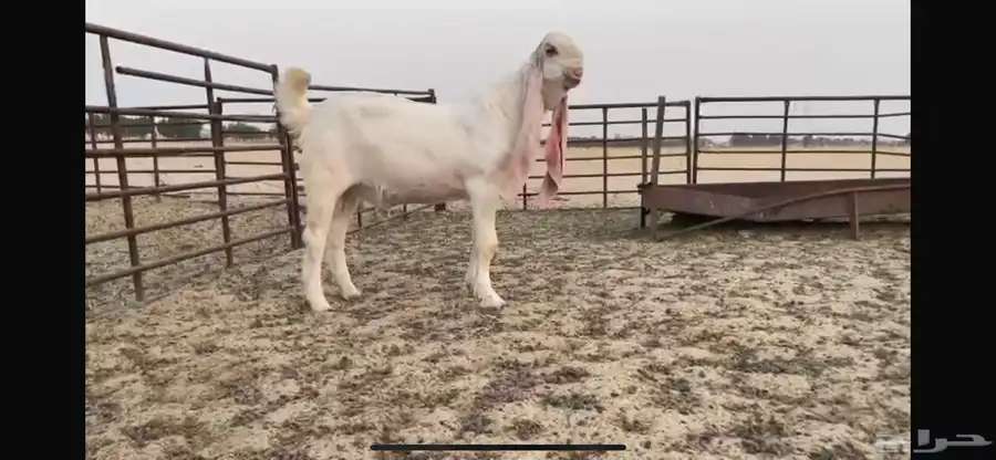 للبيع تبس ابيض نادر ضغط عالي 3