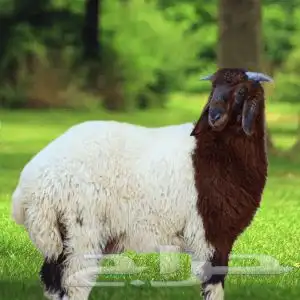ذبايح حفرالباطن النعيمية 0