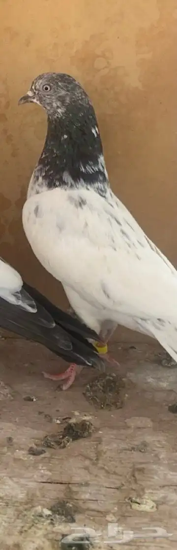 انثى تيديه و انثى هنديه 1