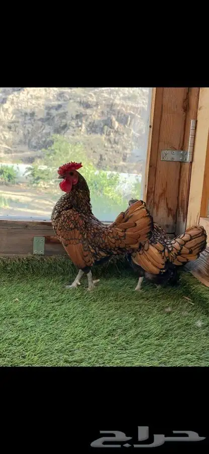 زوج سبرايت نحاسي منتج. 0