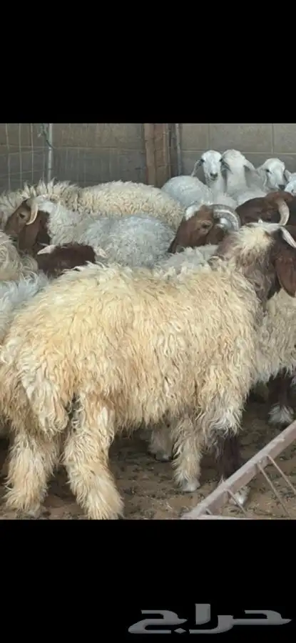 العبدالله للذبايح 3