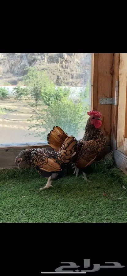 زوج سبرايت نحاسي منتج. 5