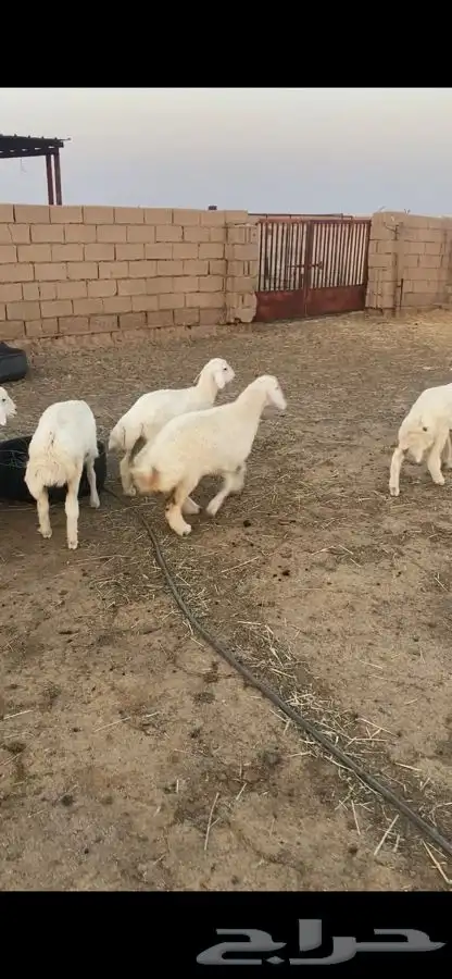 بهم حري 2