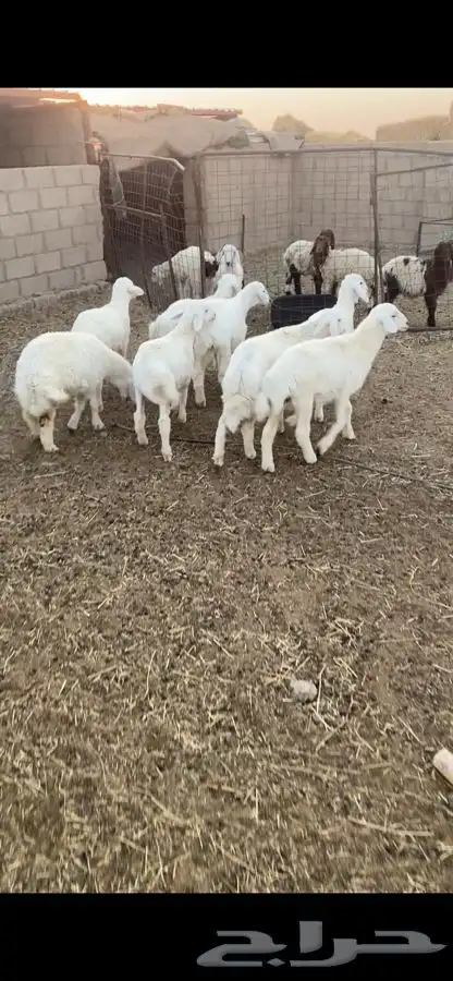 بهم حري 7