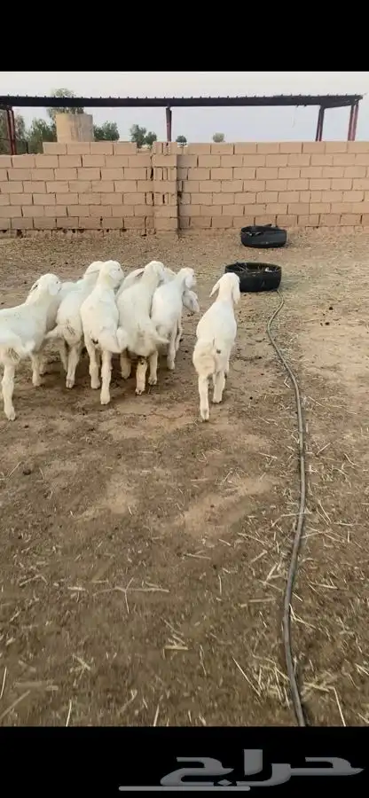 بهم حري 0
