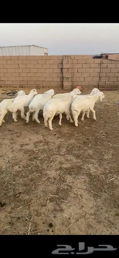 بهم حري 4