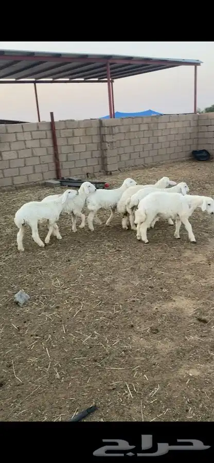بهم حري 13