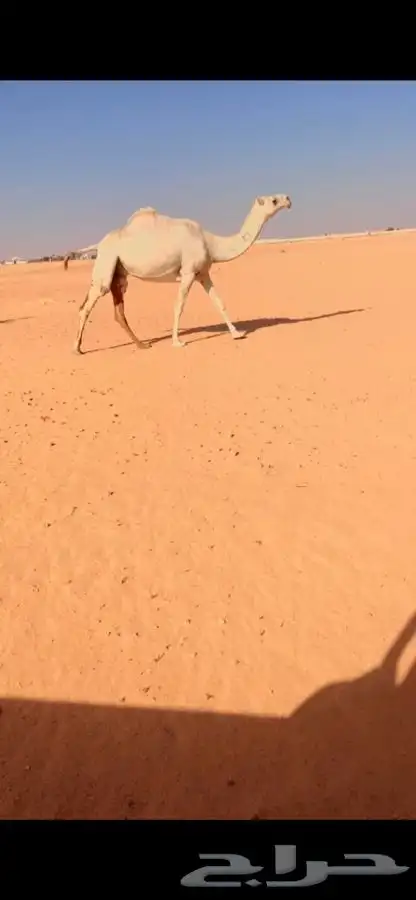 وضحا لقحه لها 9 اشهر على باتلي حشار الرويس 0