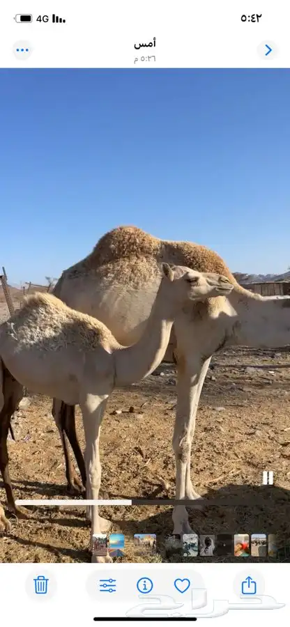 خلفه للبيع الحد6000 0