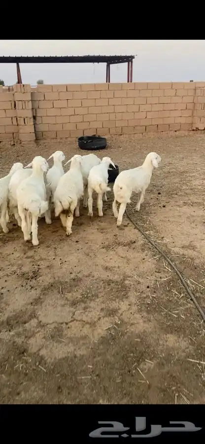 بهم حري 1