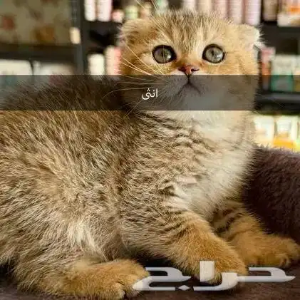 قطط سكوتش للبيع (نقدا او بالاقساط) 2