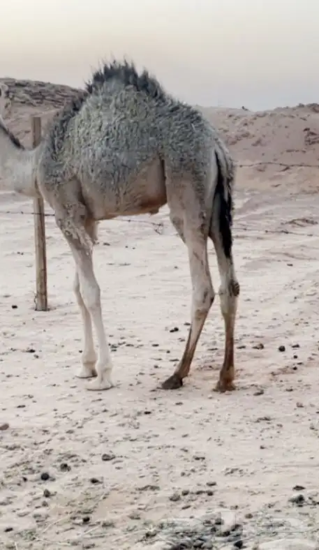قعود للبيع 1