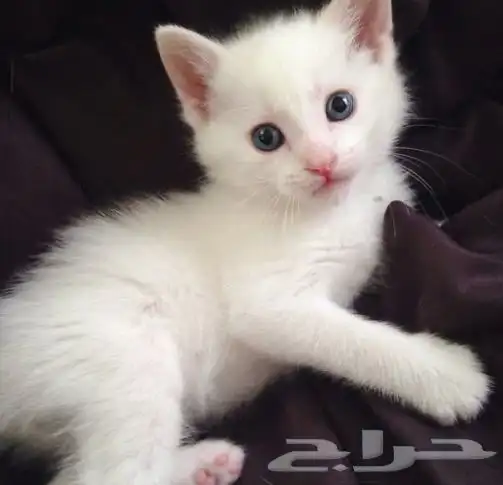 للبيع 3