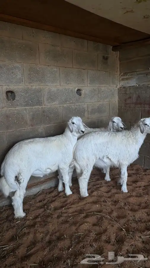 العبدالله للذبايح 4