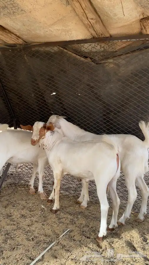تيوس فحول صنف الصنف 0