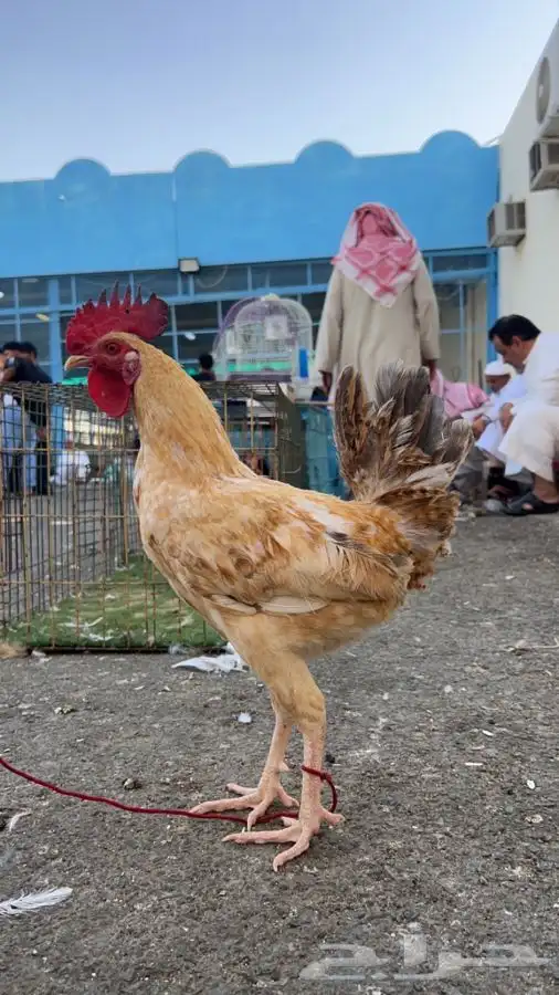 دجاج وديوك بلدي العمر 9 شهور 1