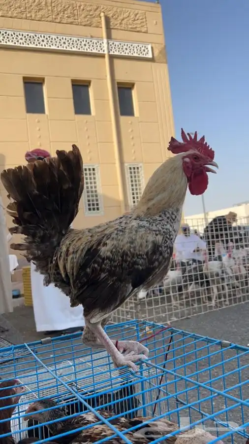 دجاج وديوك بلدي العمر 9 شهور 0