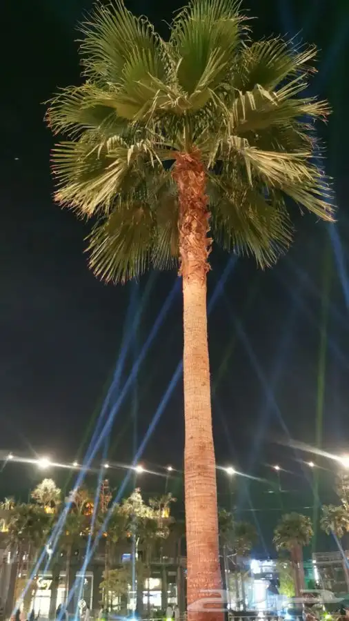 شبك نخل شبوك زراعه نخيل سياج تور اسوار 2