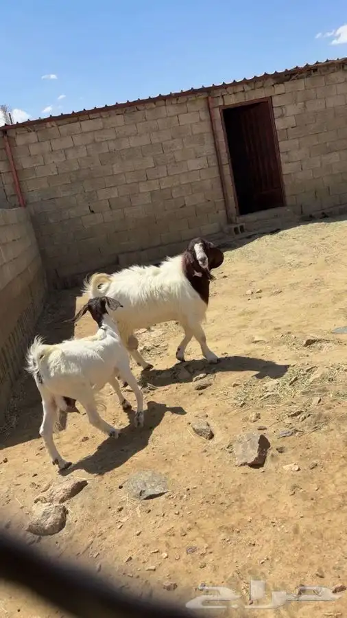 ماعز بور قوت اصيل للبيع 0