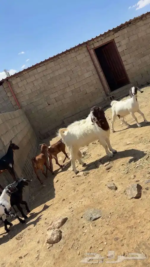 ماعز بور قوت اصيل للبيع 1