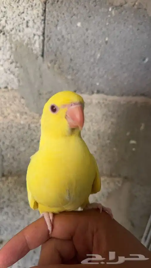 دره هولندي لاتينو 1