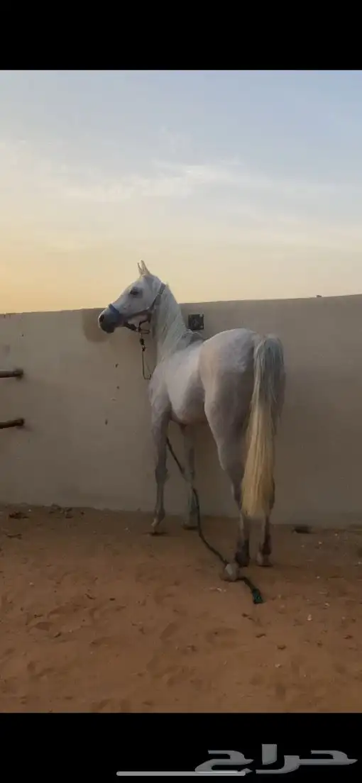 حصان واهو 0