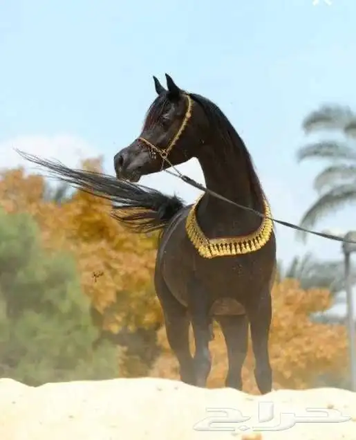 مربط خيل 0