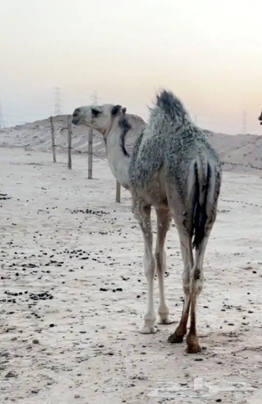 قعود للبيع 0