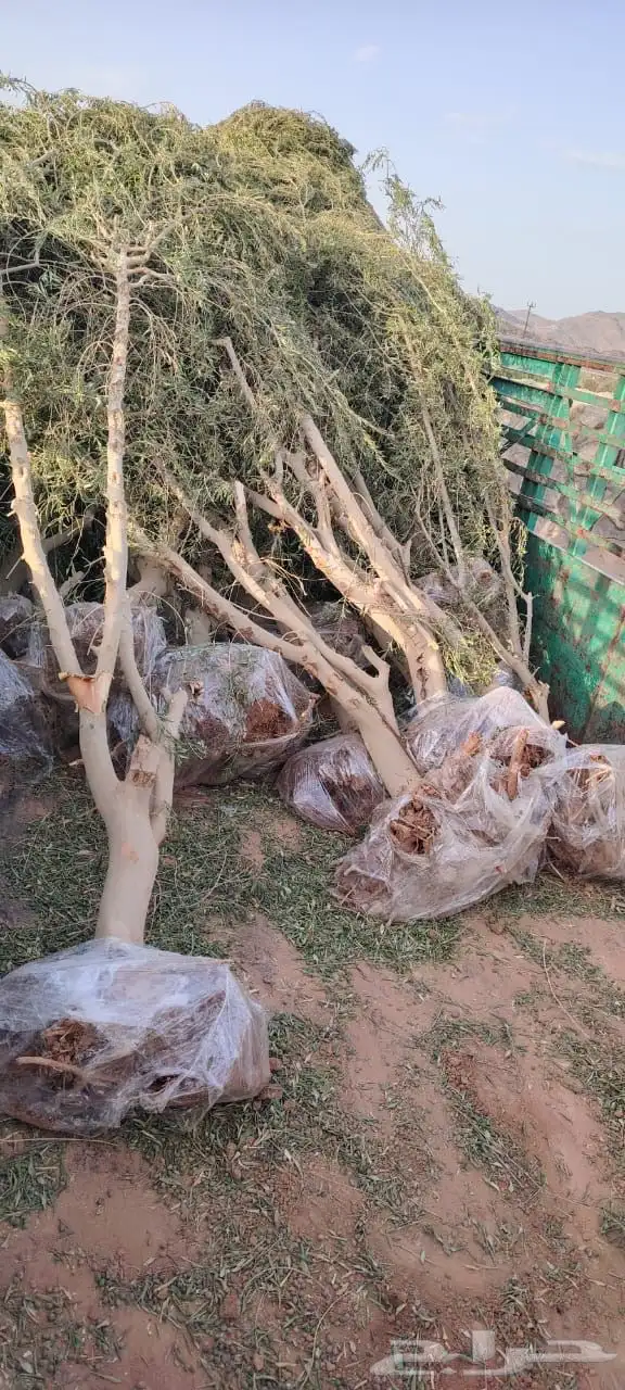 اشجار زيتون 2