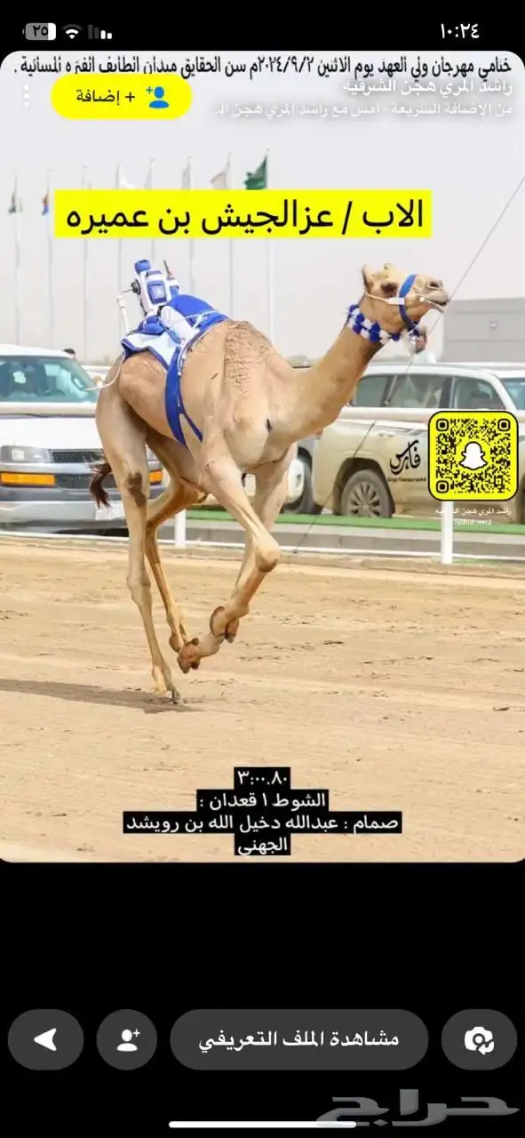 ناقه سودانيه تحتها بكره بنت عز الجيش جمل ياسر عميره الجهني 15