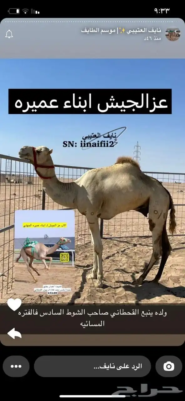 ناقه سودانيه تحتها بكره بنت عز الجيش جمل ياسر عميره الجهني 11