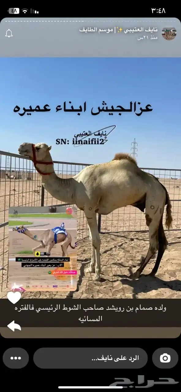 ناقه سودانيه تحتها بكره بنت عز الجيش جمل ياسر عميره الجهني 12