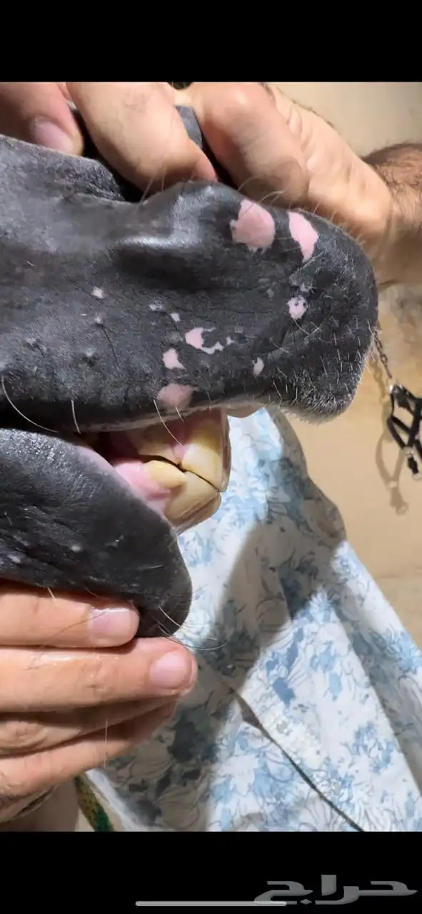 حصان عربي 2