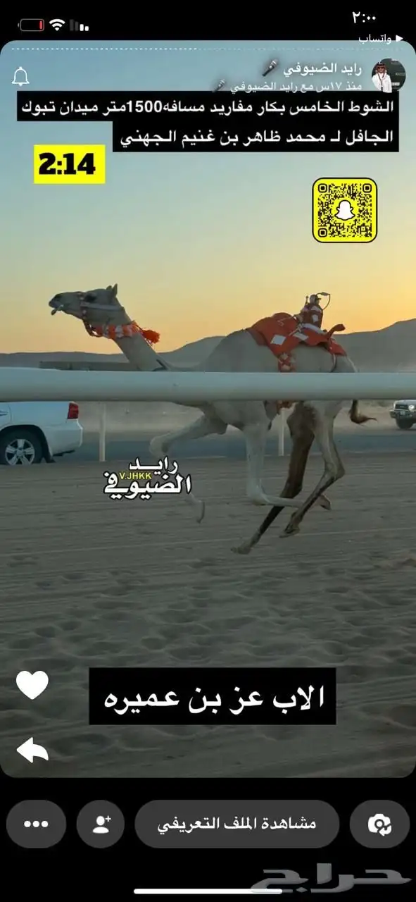 ناقه سودانيه تحتها بكره بنت عز الجيش جمل ياسر عميره الجهني 8