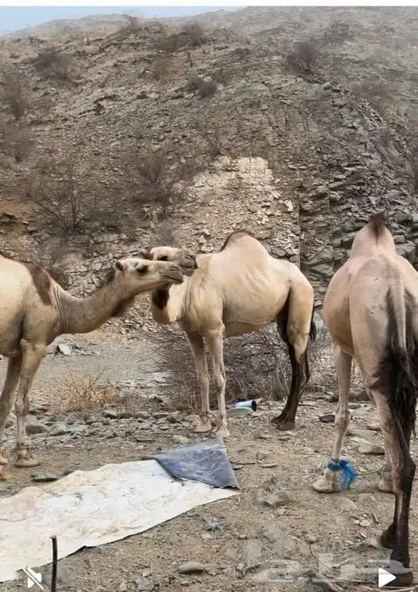 3ابل لقاح 1