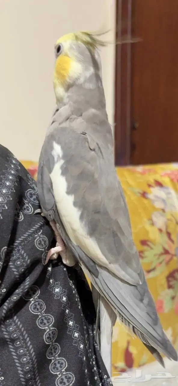 ذكر كروان باستل 1