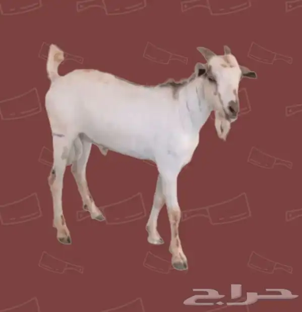 مرابي وريف للحوم الطازجه 1