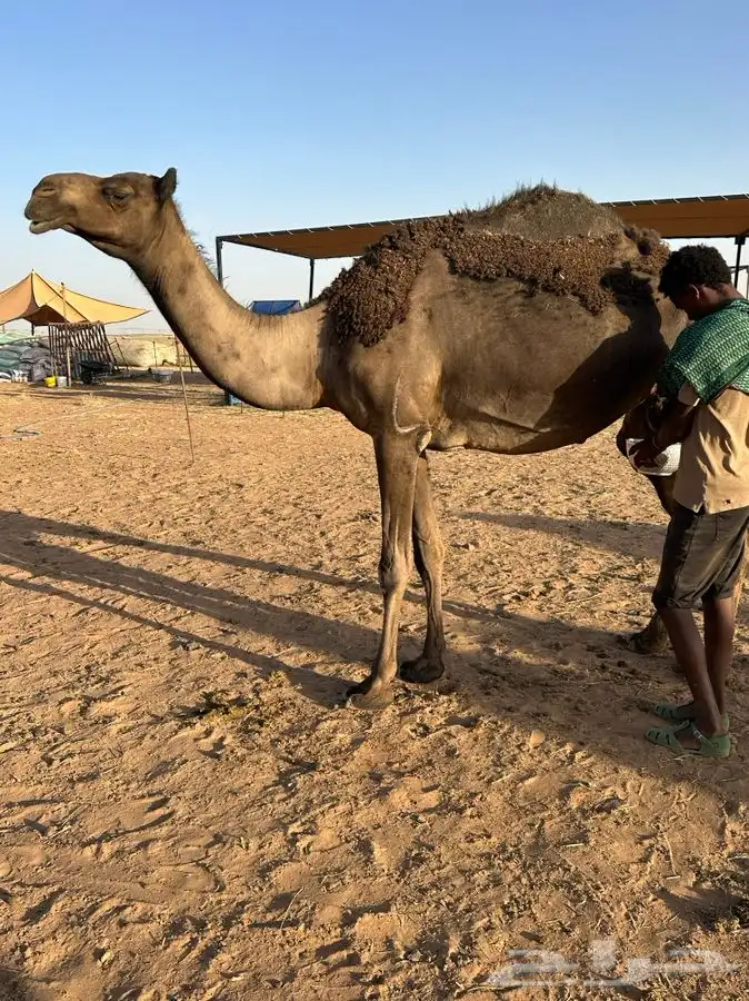 ناقة سنها ثنو   مسوح هديه تصلح ل الضيار 0