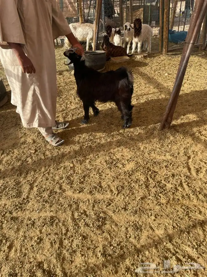 جفره لبانيه طيبه فل شحم 1