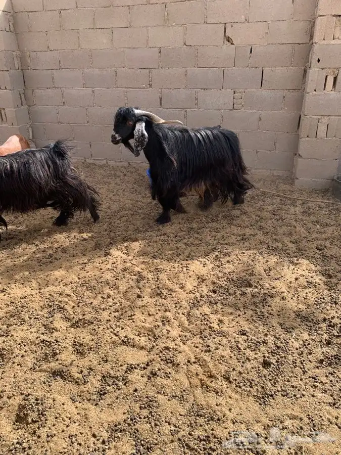 معزا 6 روس والفحل السابع دفيع ومضاريع 1
