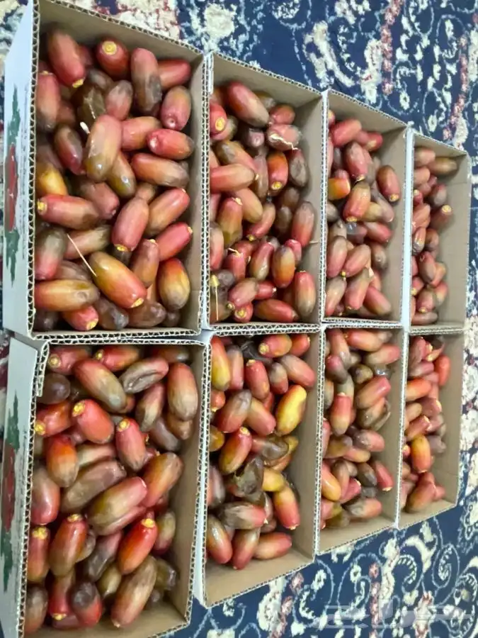 خرفه اليوم برني بيشه 1